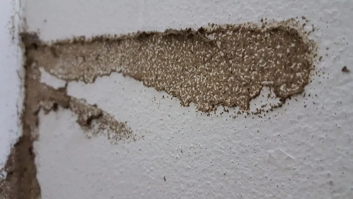 Signs of Drywall Damage Caused by Pest Infestations